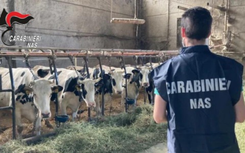 Controlli in un allevamento bovino: scattate sanzioni per 4.500 euro