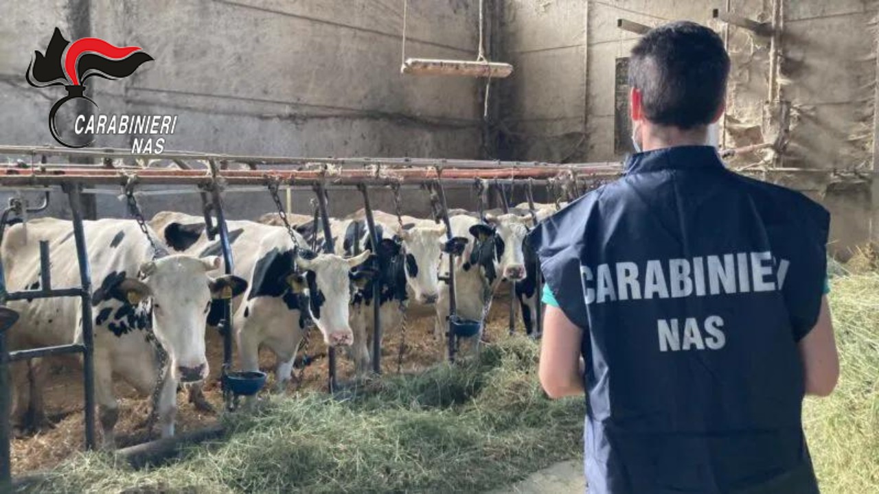Controlli in un allevamento bovino: scattate sanzioni per 4.500 euro
