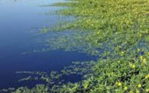 Contro le specie esotiche invasive nei canali di bonifica