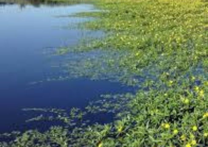 Contro le specie esotiche invasive nei canali di bonifica