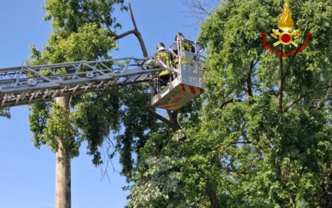 Albero si adagia sui cavi elettrici a Fosdondo di Correggio