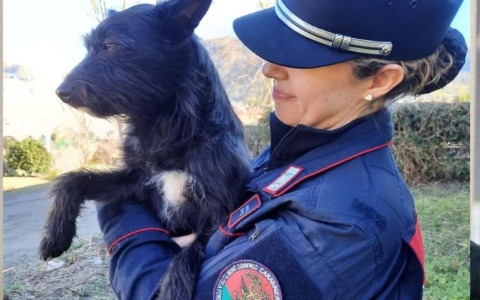 Salvato “Titano” cane vittima di segregazioni e maltrattamenti