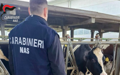Allevamento di bovini senza tracciabilità: comminate sanzioni per 42mila euro