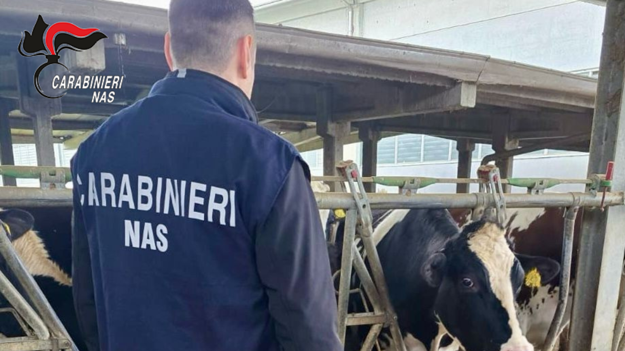 Allevamento di bovini senza tracciabilità: comminate sanzioni per 42mila euro